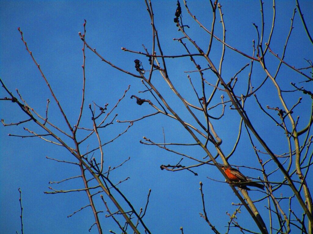 Photo: Robin