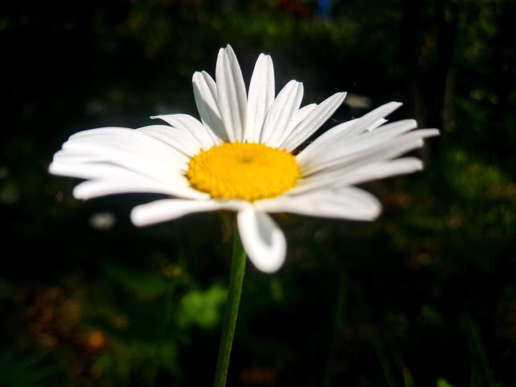 Photo: Daisies in Corning Preserve!  [Expires June 12 2026]