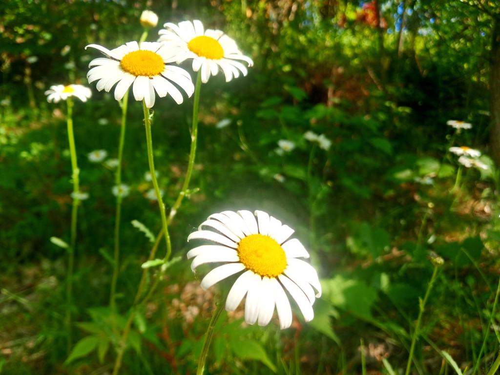 Photo: Stopping to look at the daises [Expires June 12 2026]