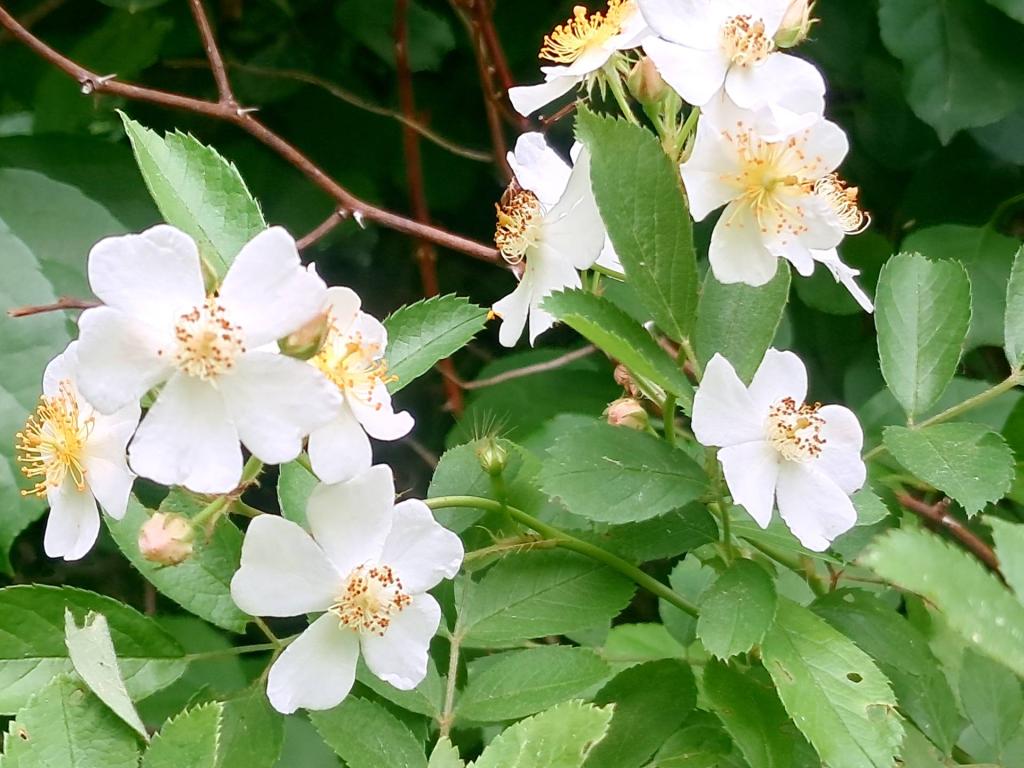Photo: Multiflora [Expires June 21 2026]