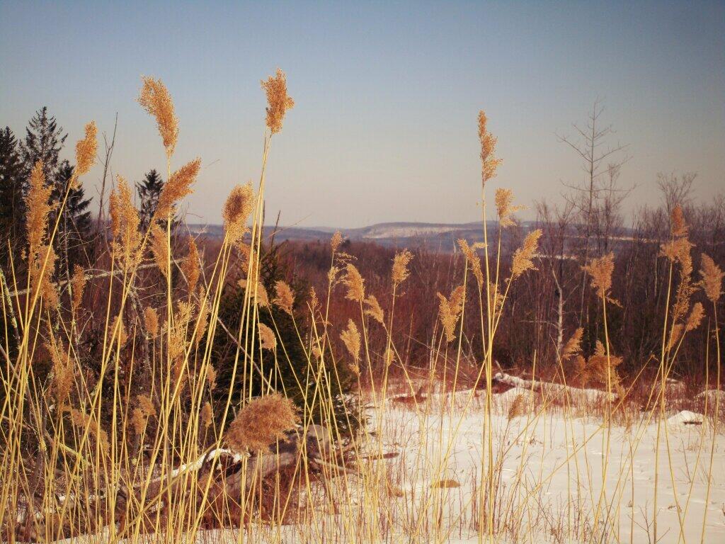 Photo: Cattails