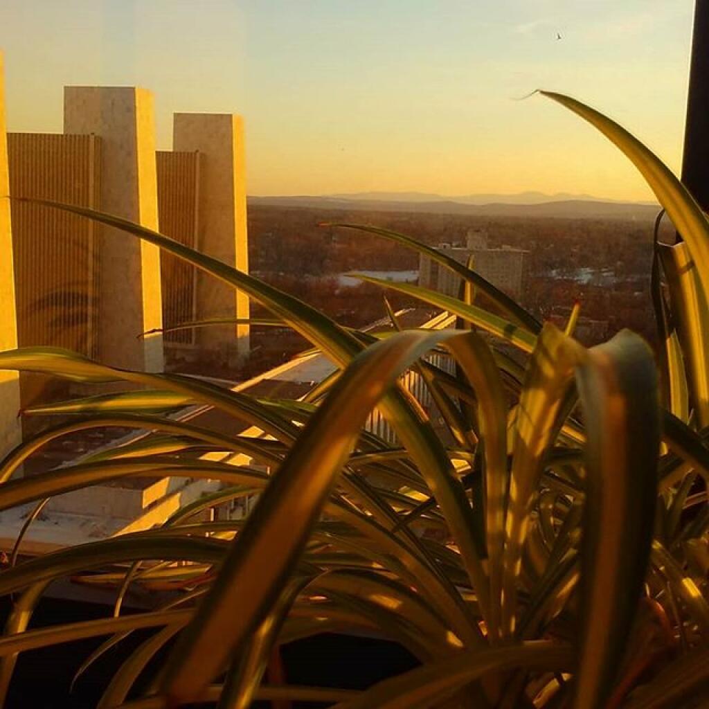Photo: Spider in the evening sun