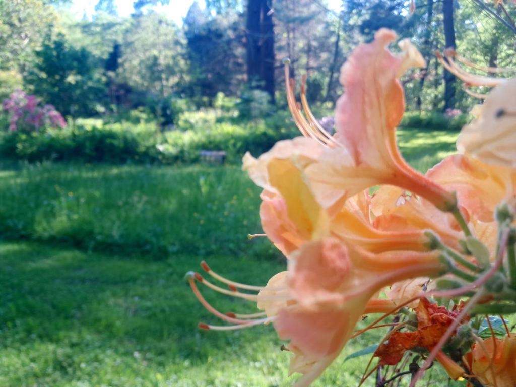 Photo: Florida Flame Azalea [Expires June 13 2026]