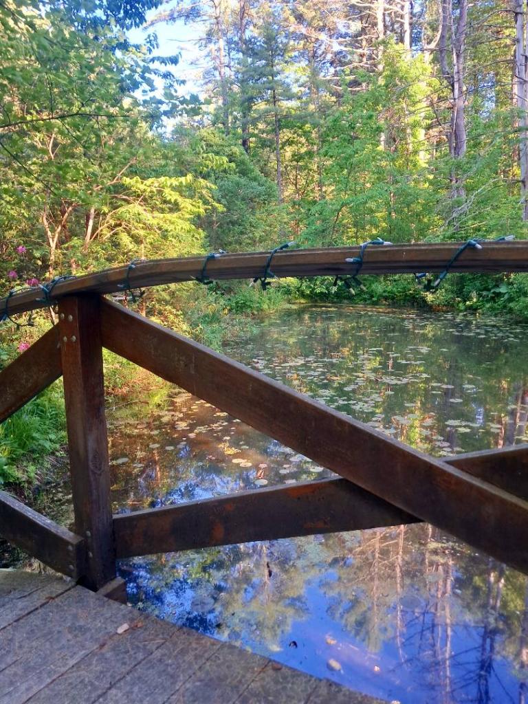 Photo: Bridge [Expires June 13 2026]