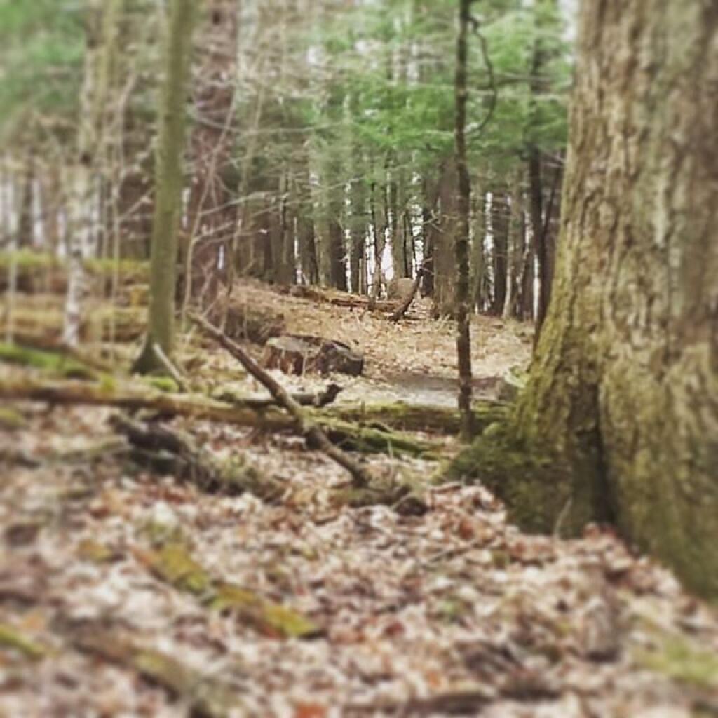 Photo: White Tail