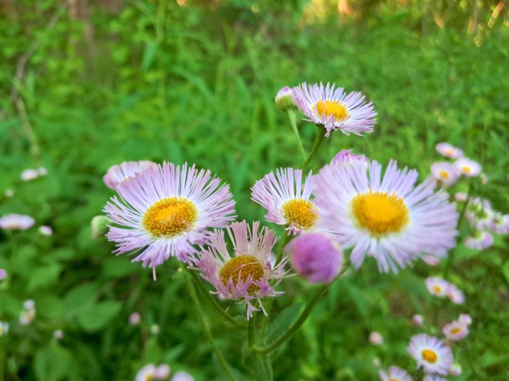 Photo: Philadelphia Fleabane [Expires June 13 2026]