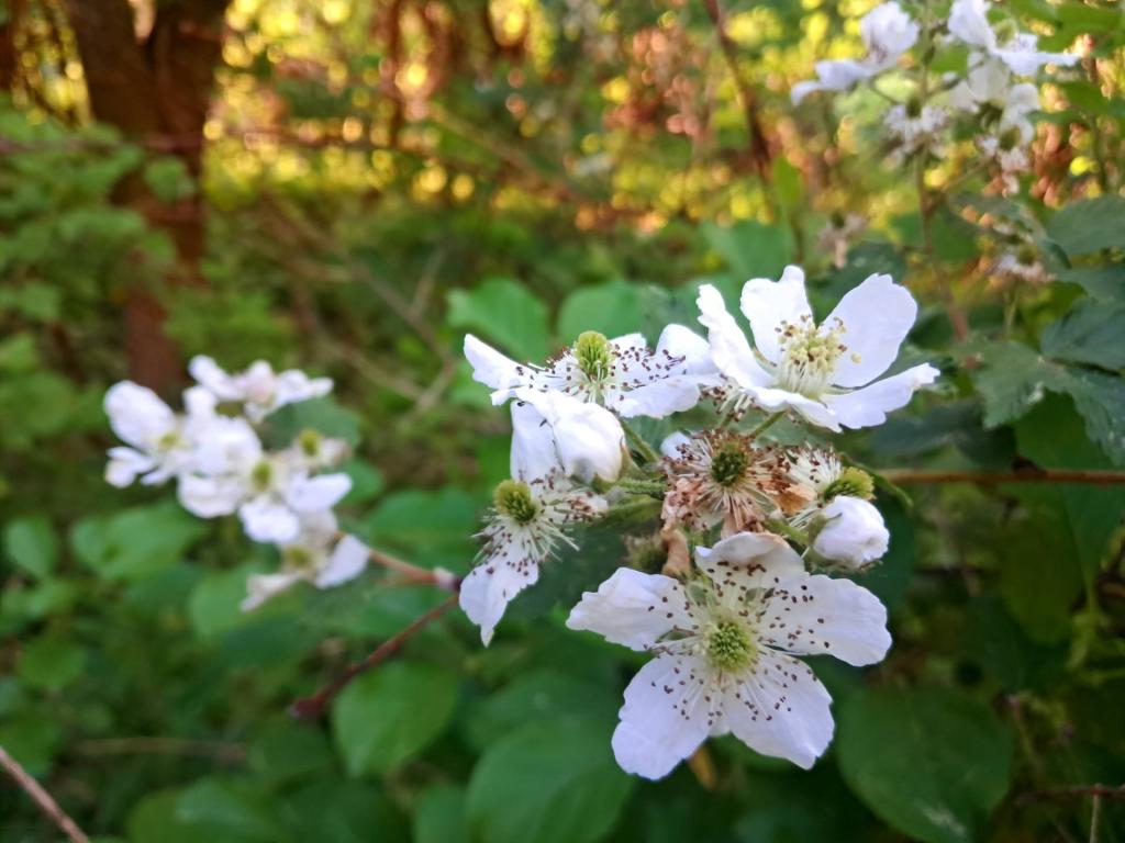 Photo: Blackberries [Expires June 13 2026]