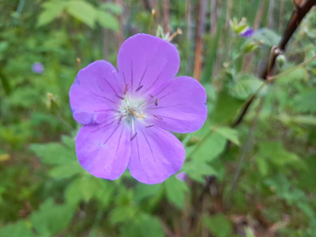 Photo: Wild Germanium [Expires June 13 2026]