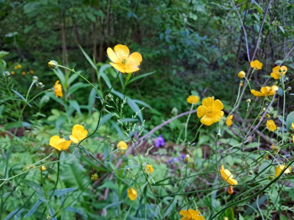 Photo: Buttercups [Expires June 13 2026]