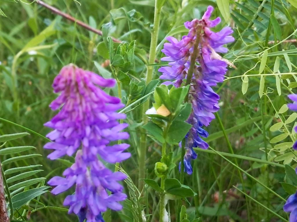 Photo: Tufted Vetch [Expires June 13 2026]