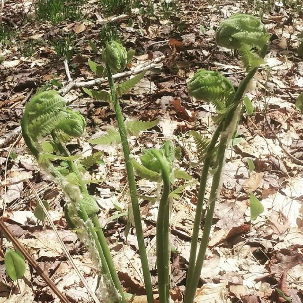 Photo: Fiddleheads