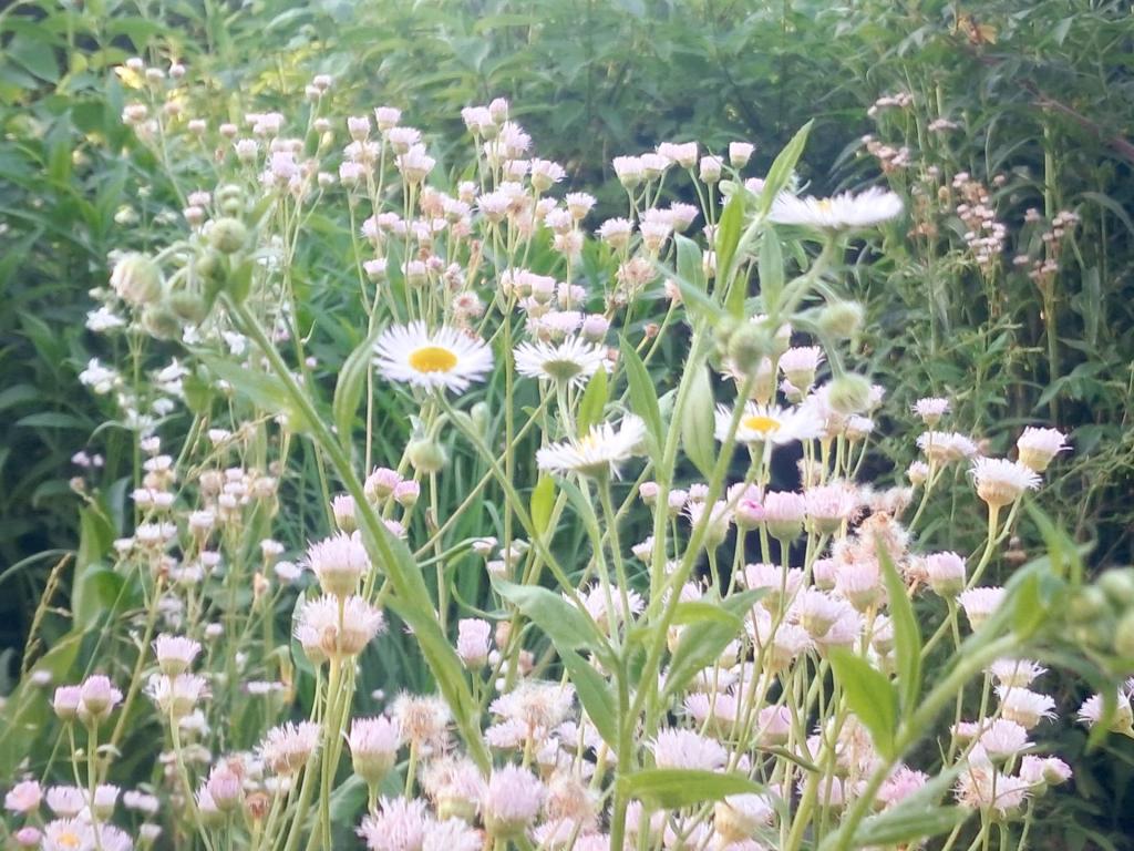 Photo: Fleabane [Expires June 25 2026]