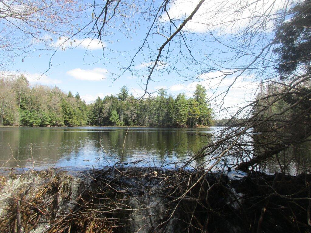 Photo: Beaver Dam At Hilldebrandt Vly