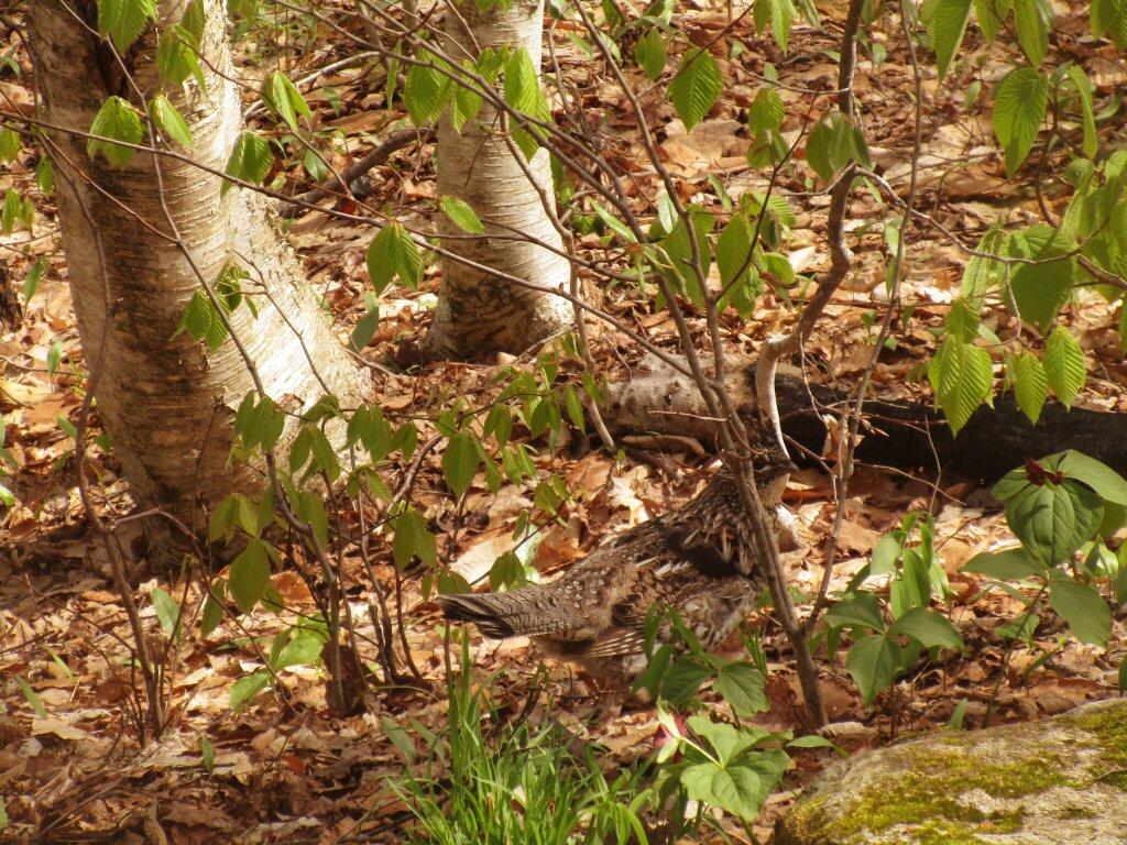 Photo: Grouse
