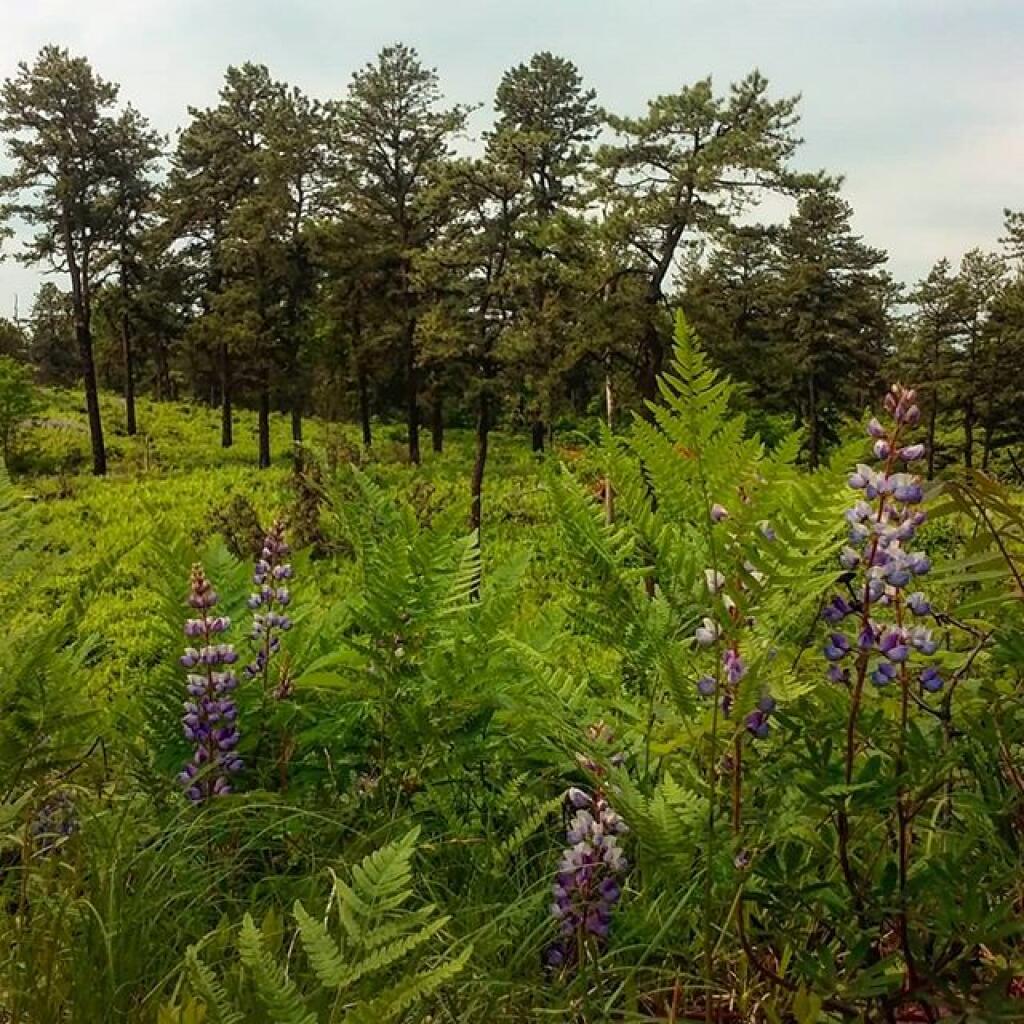 Photo: Lots of purple