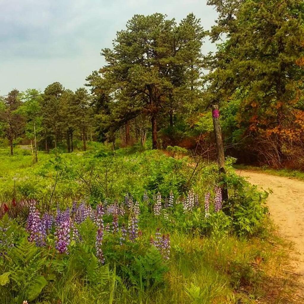 Photo: Purple Trail