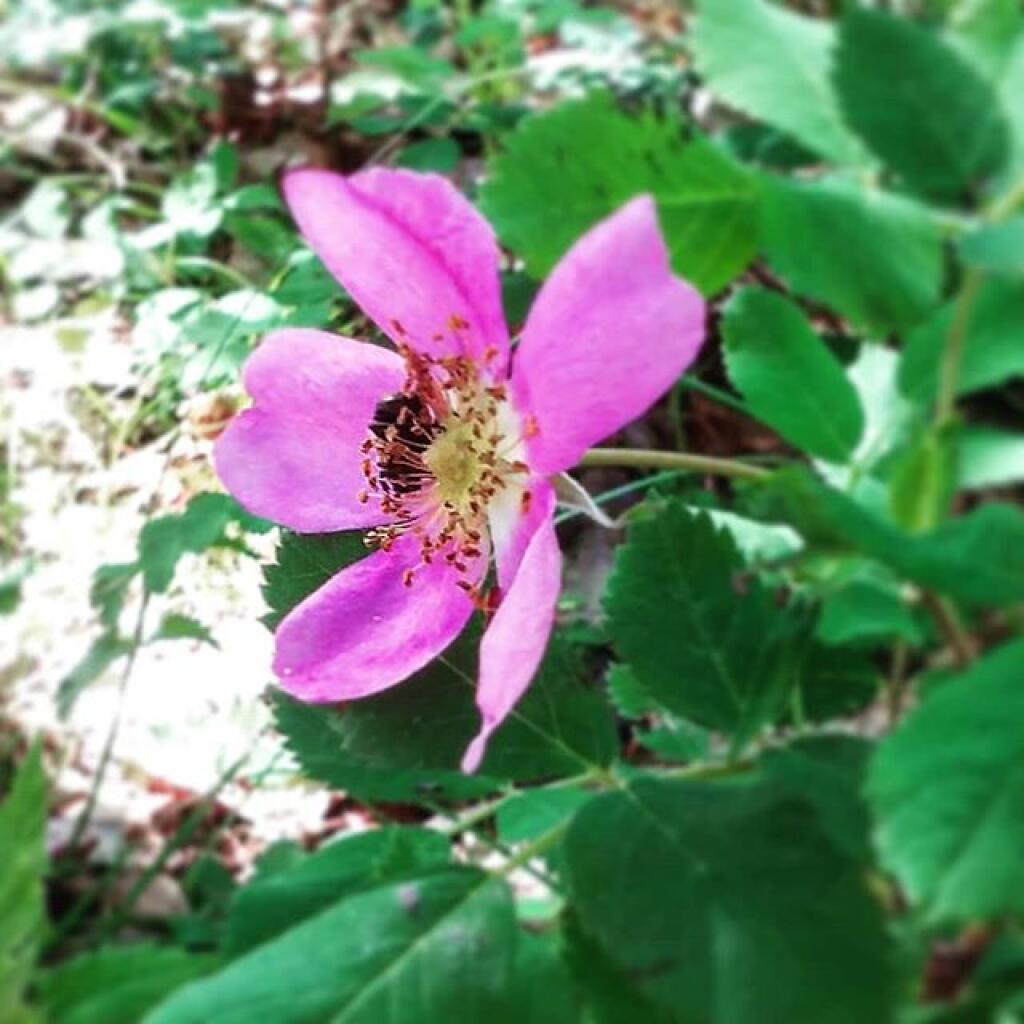Photo: Pink