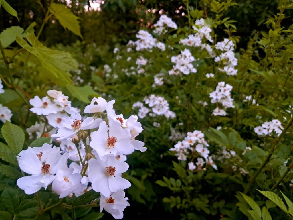 Photo: Multiflora Rose [Expires June 19 2026]