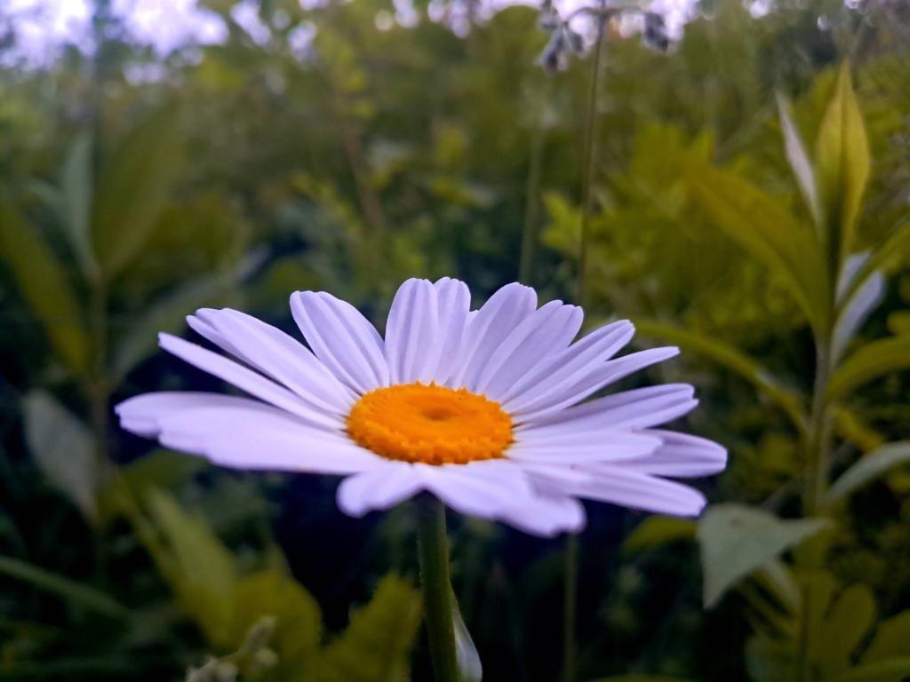 Photo: Daisy [Expires June 19 2026]