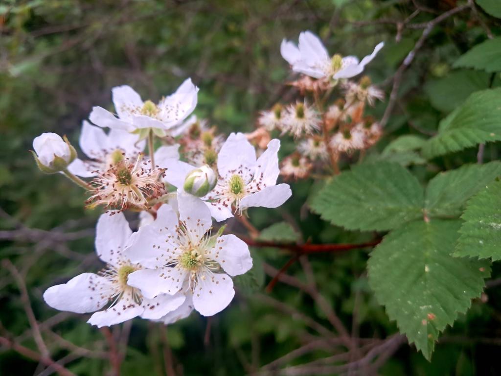 Photo: Blackberries [Expires June 19 2026]