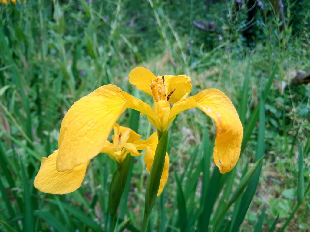 Photo: Yellow Lilly 💛 [Expires June 21 2026]
