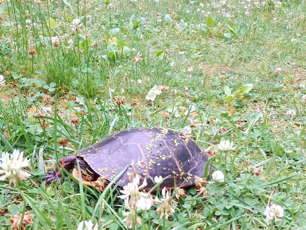 Photo: Turtle [Expires June 21 2026]