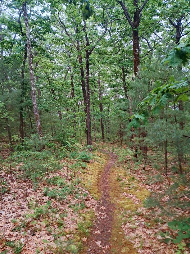 Photo: Rainy walk [Expires June 21 2026]