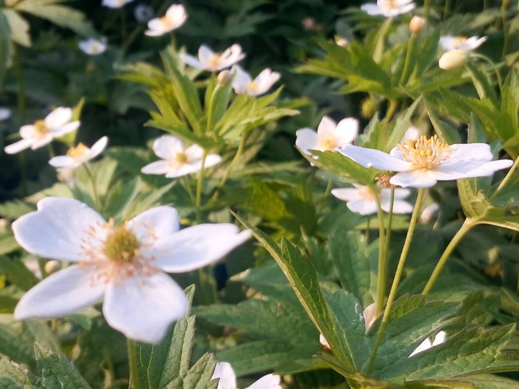 Photo: Canada Anemone [Expires June 25 2026]