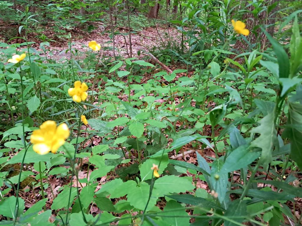 Photo: Buttercups [Expires June 21 2026]