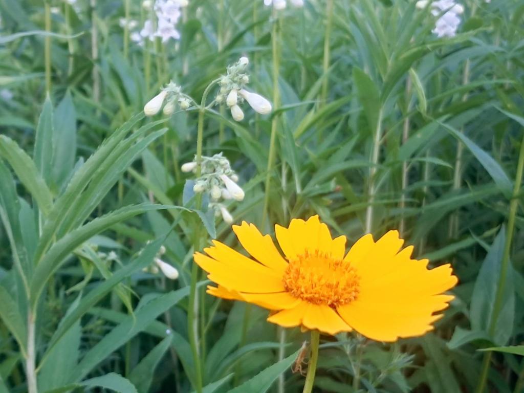 Photo: Tickseed [Expires June 25 2026]