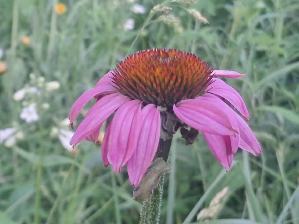 Photo: Coneflower [Expires June 25 2026]