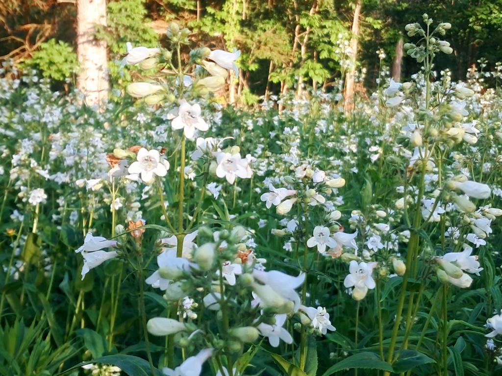 Photo: Foxglove Beardtongue [Expires June 25 2026]