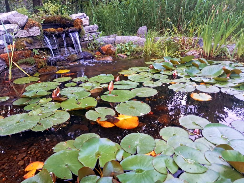 Photo: No frogs tonight [Expires June 25 2026]