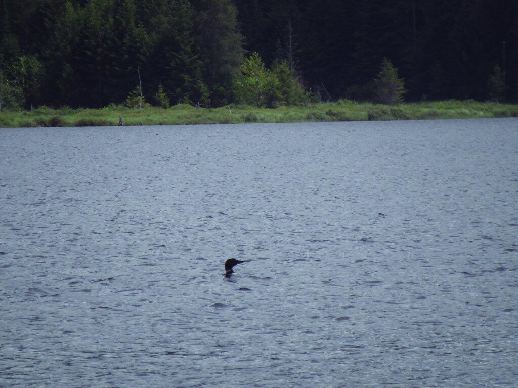 Photo: Loon On Beaver Lake