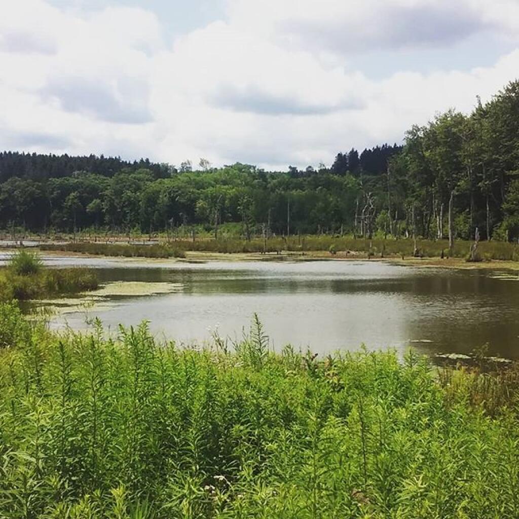 Photo: Looking Glass Pond