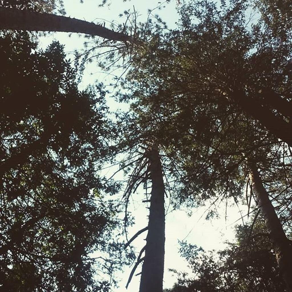 Photo: White Pine Sway in the Breeze