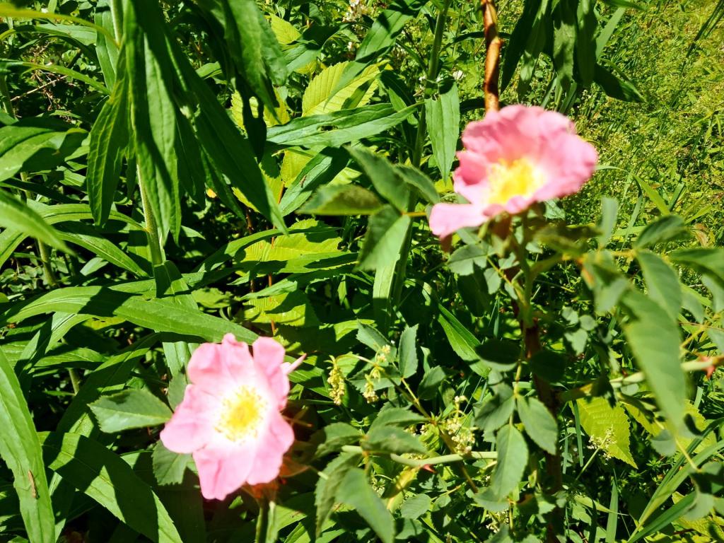 Photo: Wild Rose[Expires June 27 2026]