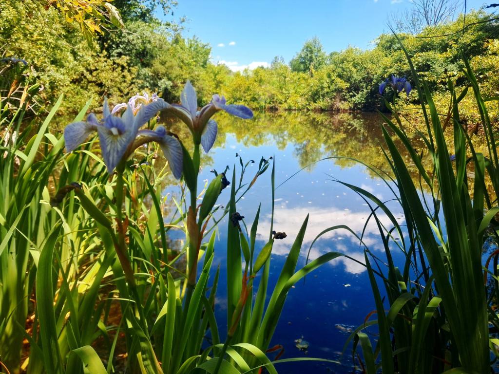 Photo: Pond off Bond Road [Expires June 27 2026]