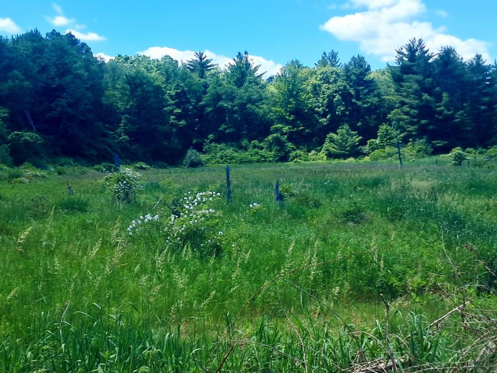 Photo: Wetlands [Expires June 27 2026]