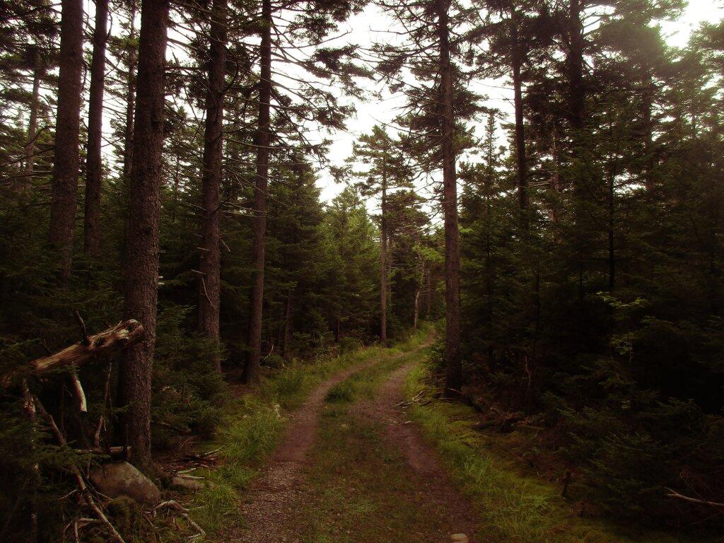 Photo: Boreal Forest Near Hunter Summit