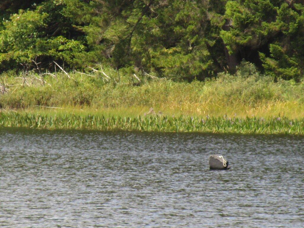 Photo: Floating Object In House Pond