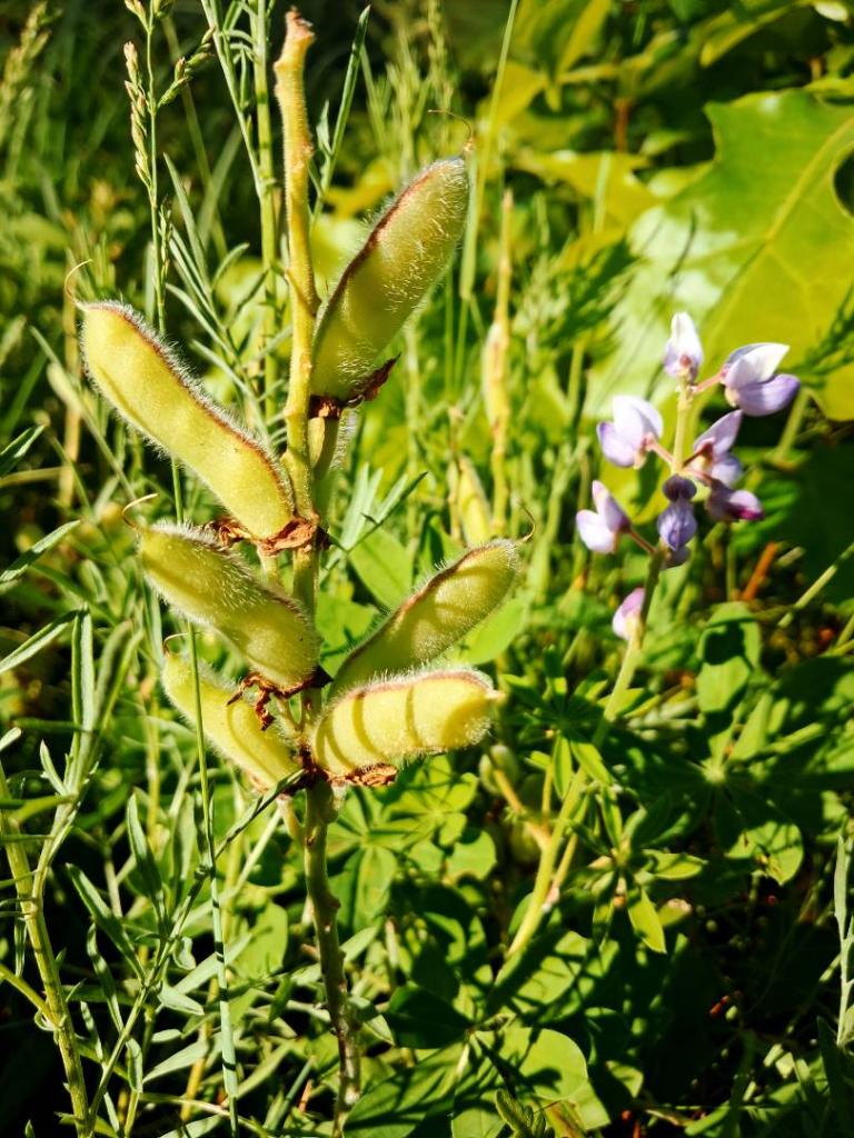 Photo: Gone to seed [Expires June 30 2026]