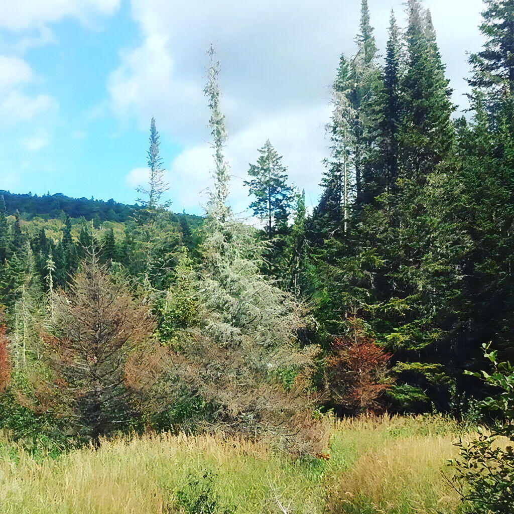 Photo: Grassy Brook