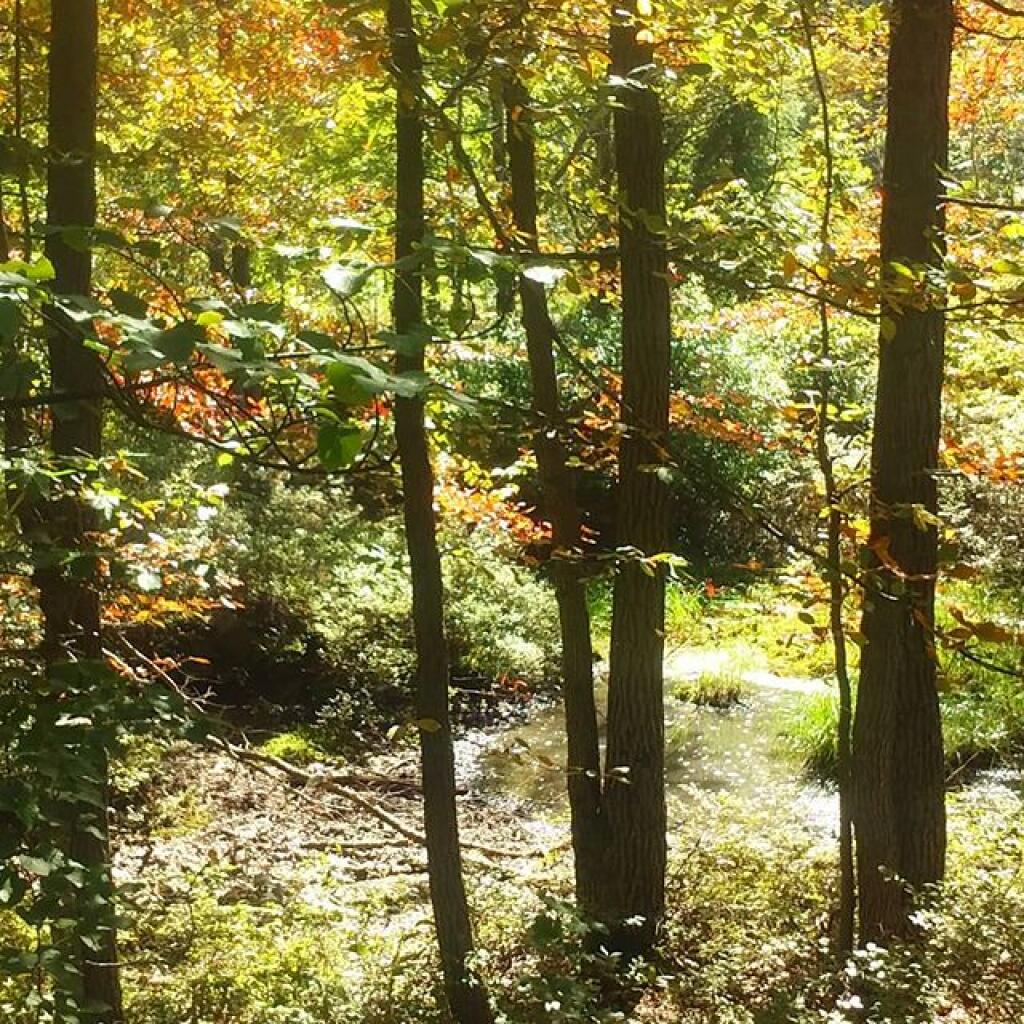 Photo: Vernal pond