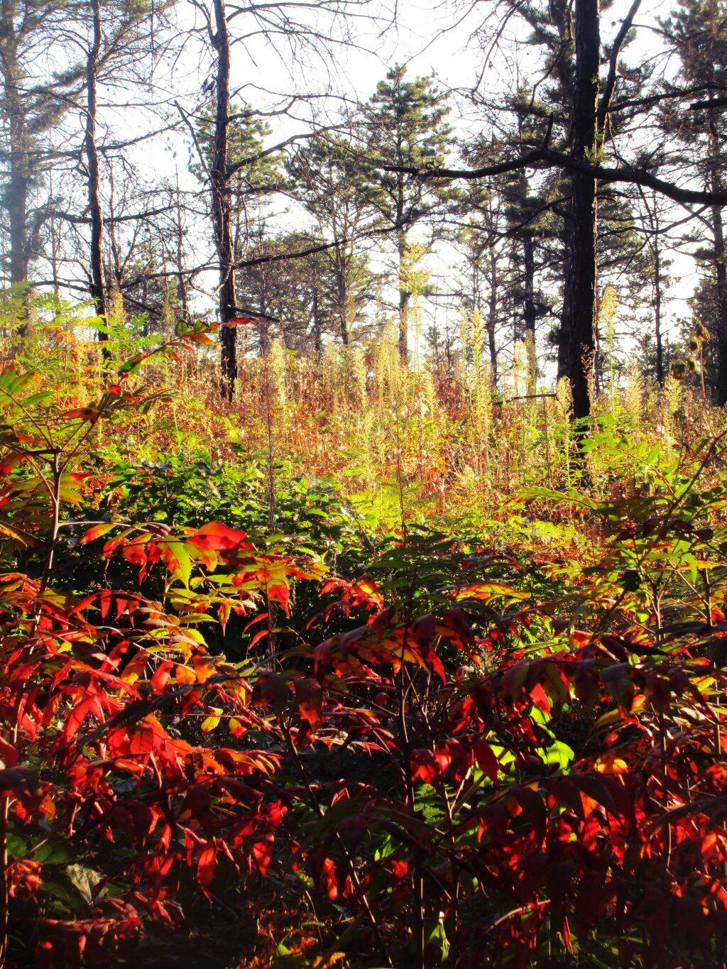 Photo: Autumn
