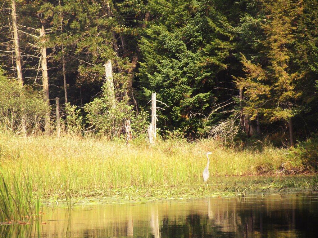 Photo: Great Blue Heron