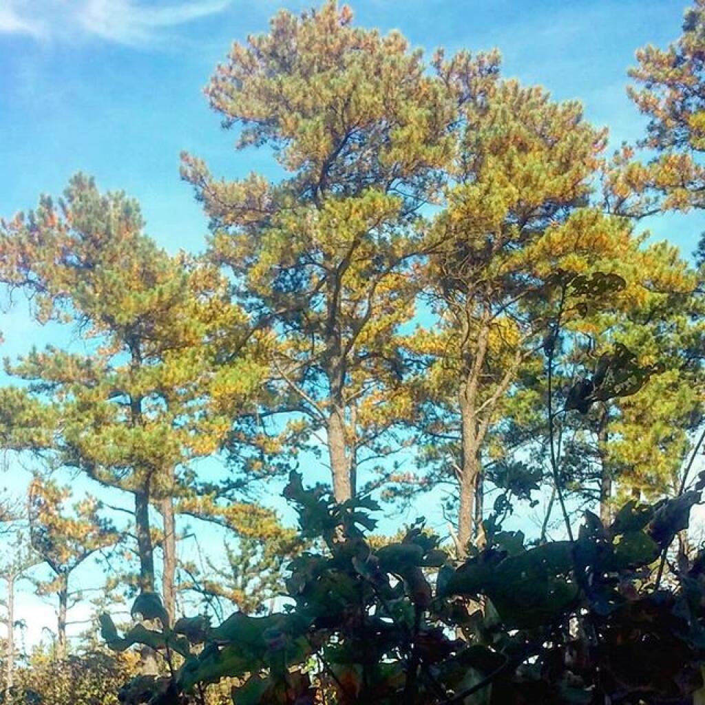 Photo: Scrub Oak - Pitch Pine Barrens
