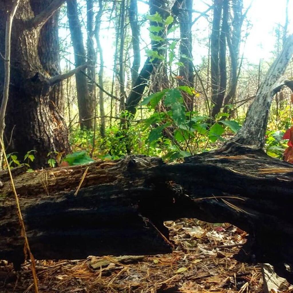 Photo: Burnt