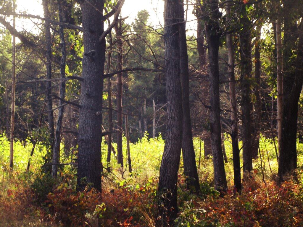 Photo: A Few Years After The Burn