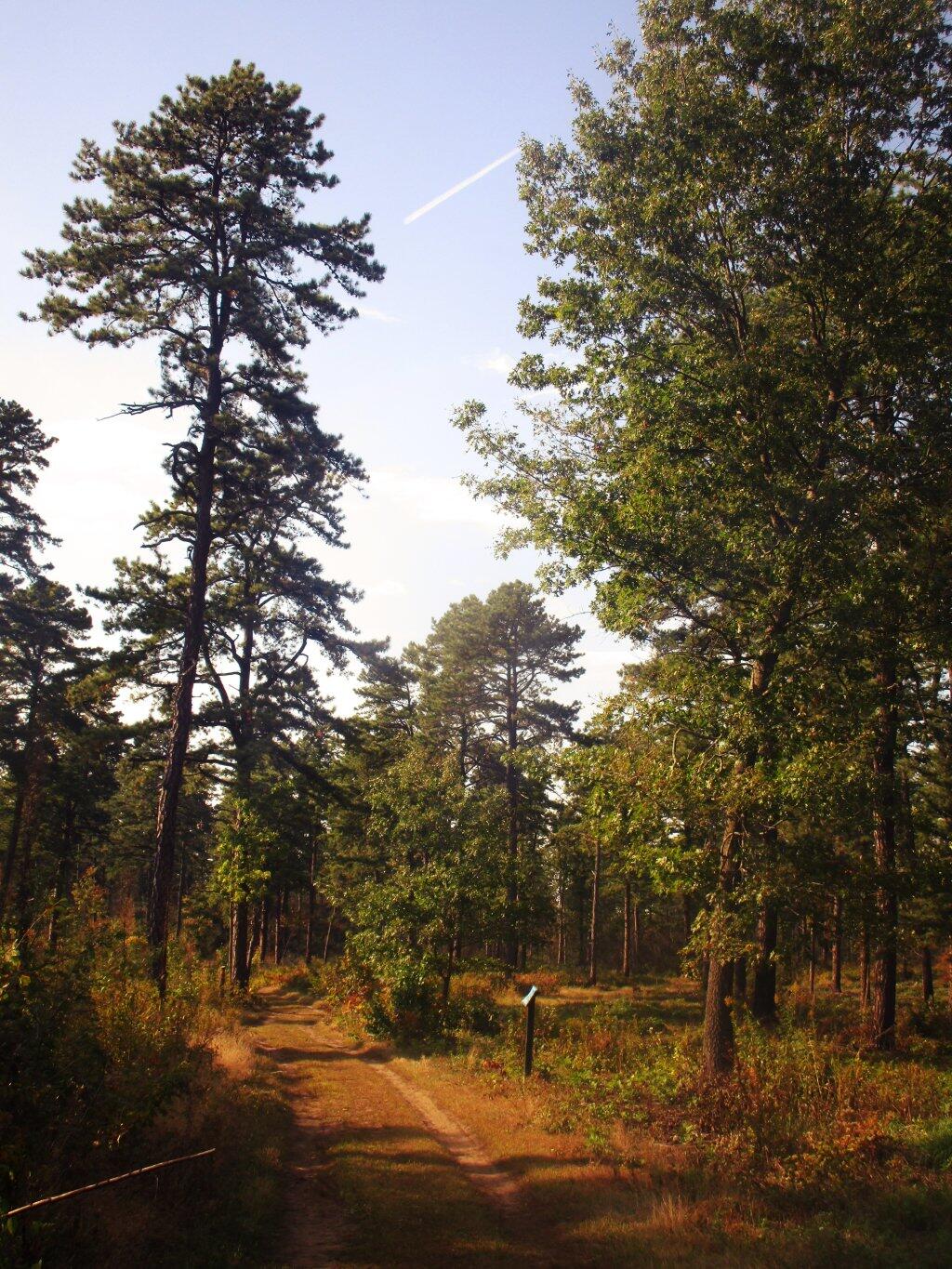 Photo: Afternoon Walk